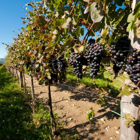 Vinos del valle de Vipava, Eslovenia