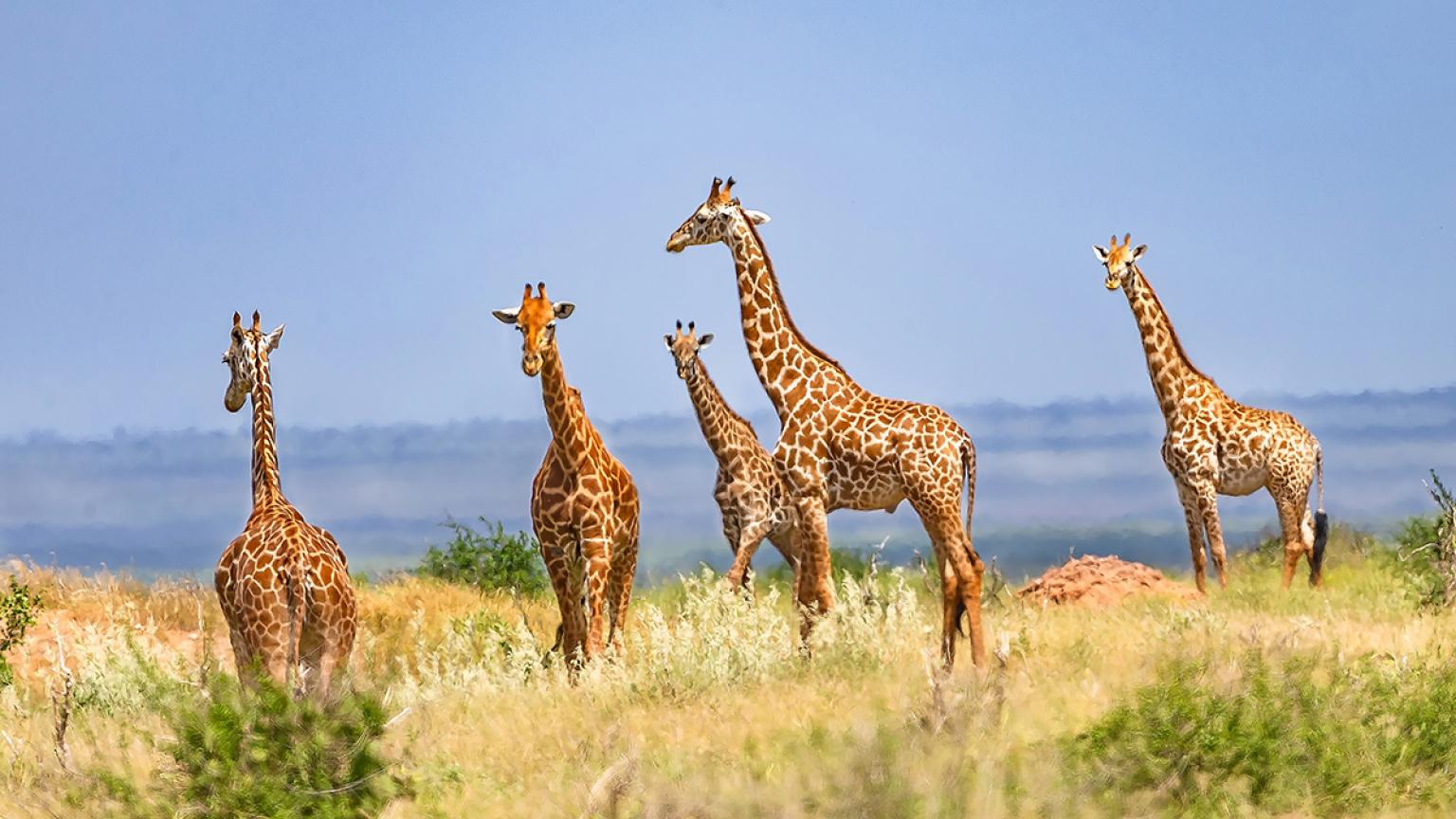  Jirafas en el Parque Tsavo Este, en Kenia.