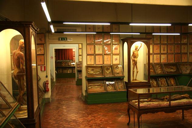 Museo La Specola, Florencia, Italia © romana klee / Flickr