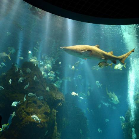 Acuario del Scientific Center, Kuwait