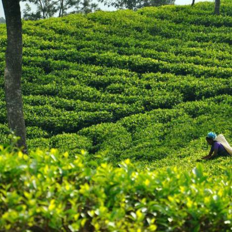 Plantaciónde té, Sri Lanka