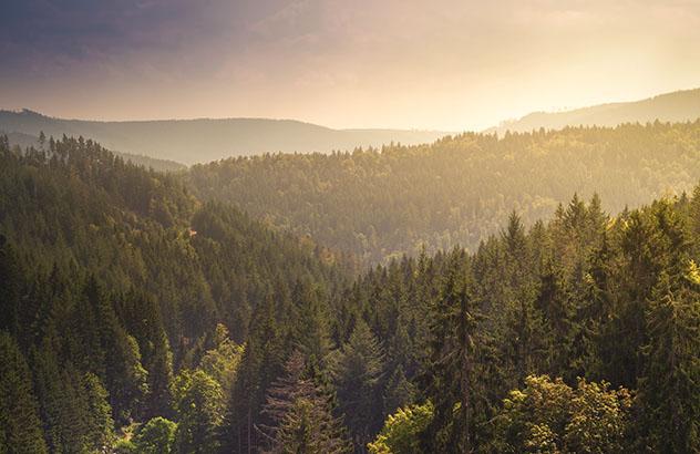 Selva Negra alemana: el amanecer