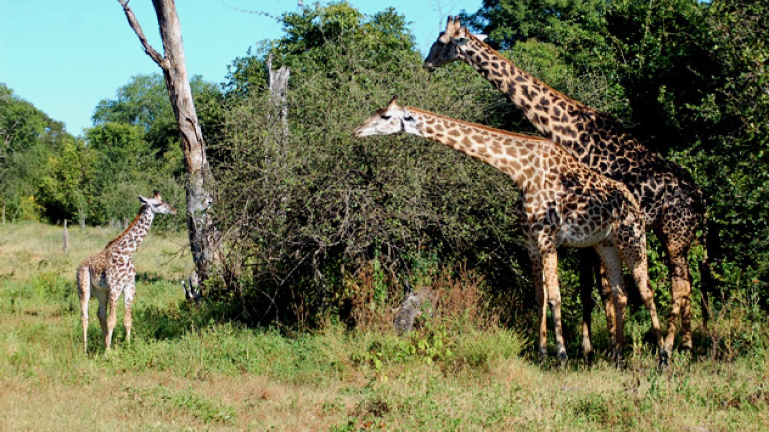 Parque Nacional de Luangwa Sur, Zambia