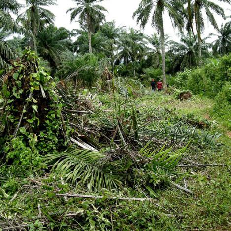 Palmas en Calabar, Nigeria