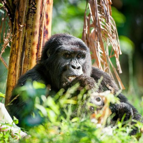 Parque Nacional de los Montes Virunga, República Democrática del Congo