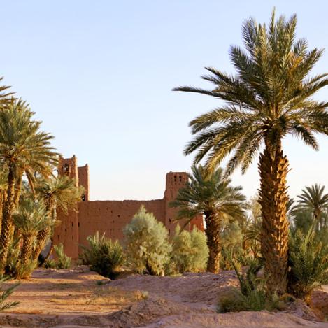 Palmeral de Skura, Marruecos