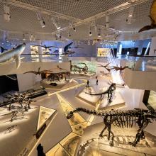 Natural History Museum Abu Dhabi