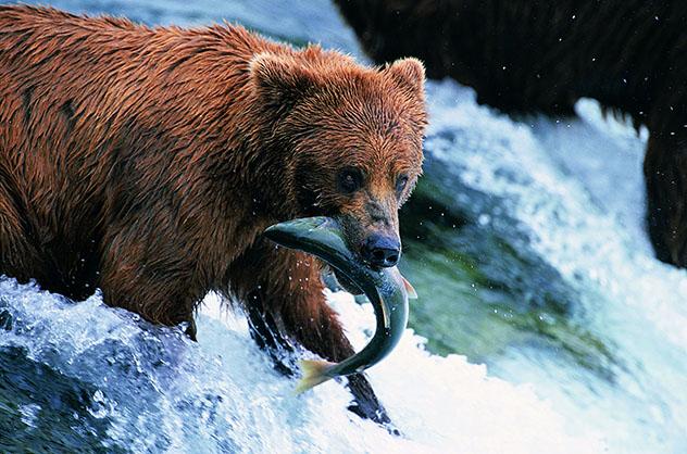 Oso pardo en el Parque Nacional Katmai, Alaska, EE UU