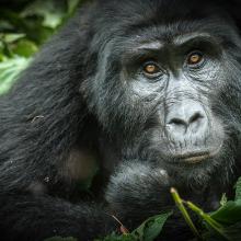 Parque Nacional de Bwindi, Uganda