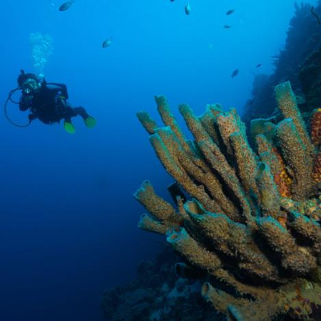 Parque Nacional Marino de Bonaire 