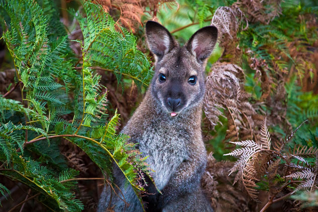 Un mallaby de cuello rojo en el Narawntapu National Park. 