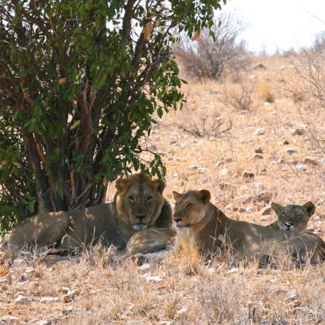 Leones en el Parque Nacional de Tsavo, Kenia