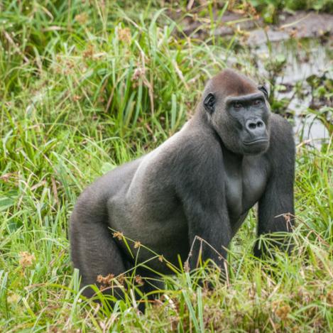 Reserva de Gorilas Lésio Louna, República del Congo