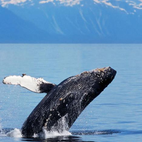 Avistar ballenas en el sureste de Alaska, EE UU