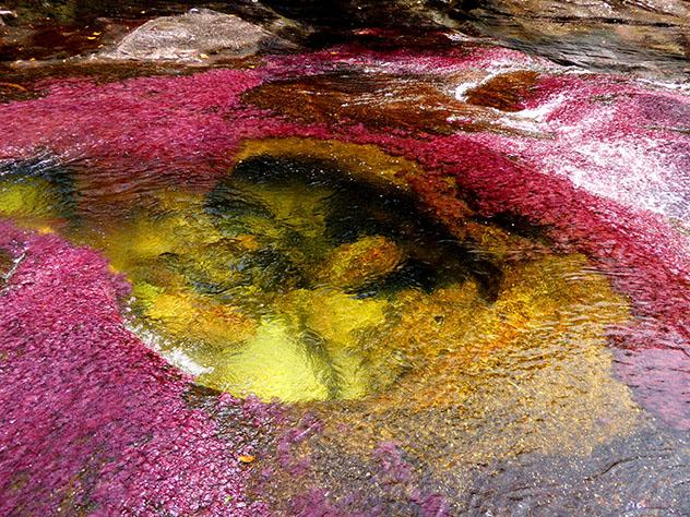 Caño Cristales, el río más llamativo del mundo, Colombia