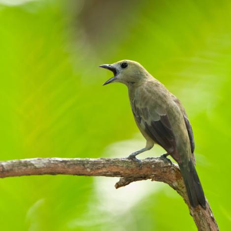 Parque Nacional Soberanía, Panamá