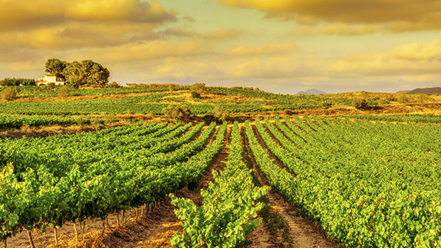 Paisaje de viñedos en Tarragona, Cataluña, España