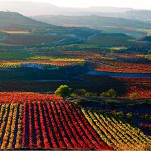 Viñedos de La Rioja, España