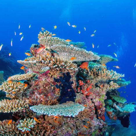Submarinismo en Addu, Maldivas