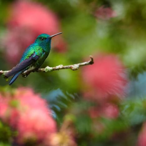 Asa Wright Nature Center, Trinidad y Tobago