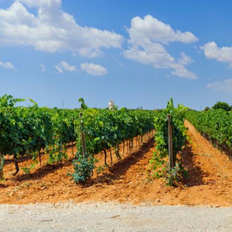 Viñedos, Mallorca, Baleares, España