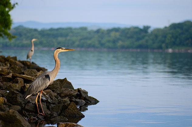 Garzas azuladas en el río Tennessee, Chattanooga, Tennessee, EE UU © ShotStalker / Shutterstock