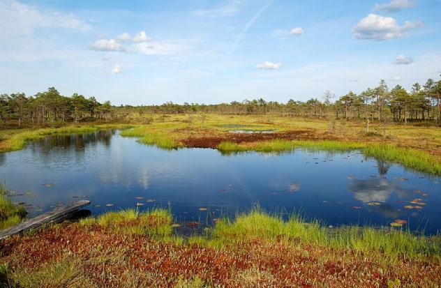 Parque Nacional de Sooma, Estonia © kawhia / Shutterstock