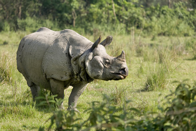 Rinoceronte pasturando por el Parque Nacional de Chitwan. 