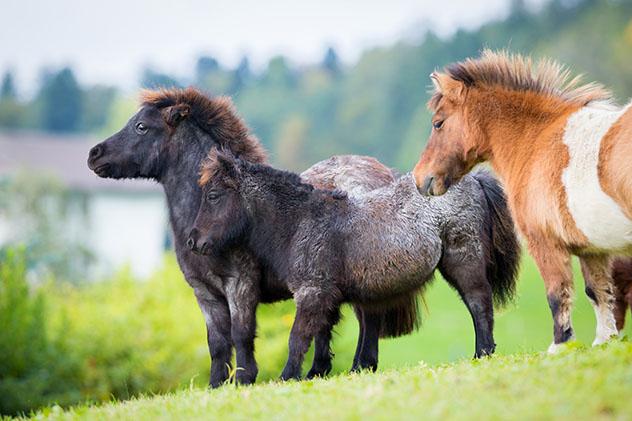 Atrevidos, adorables y robustos, los ponis de Shetland son uno de los elementos más destacados del viaje, Escocia © Alexia Khruscheva / Shuttesrtock