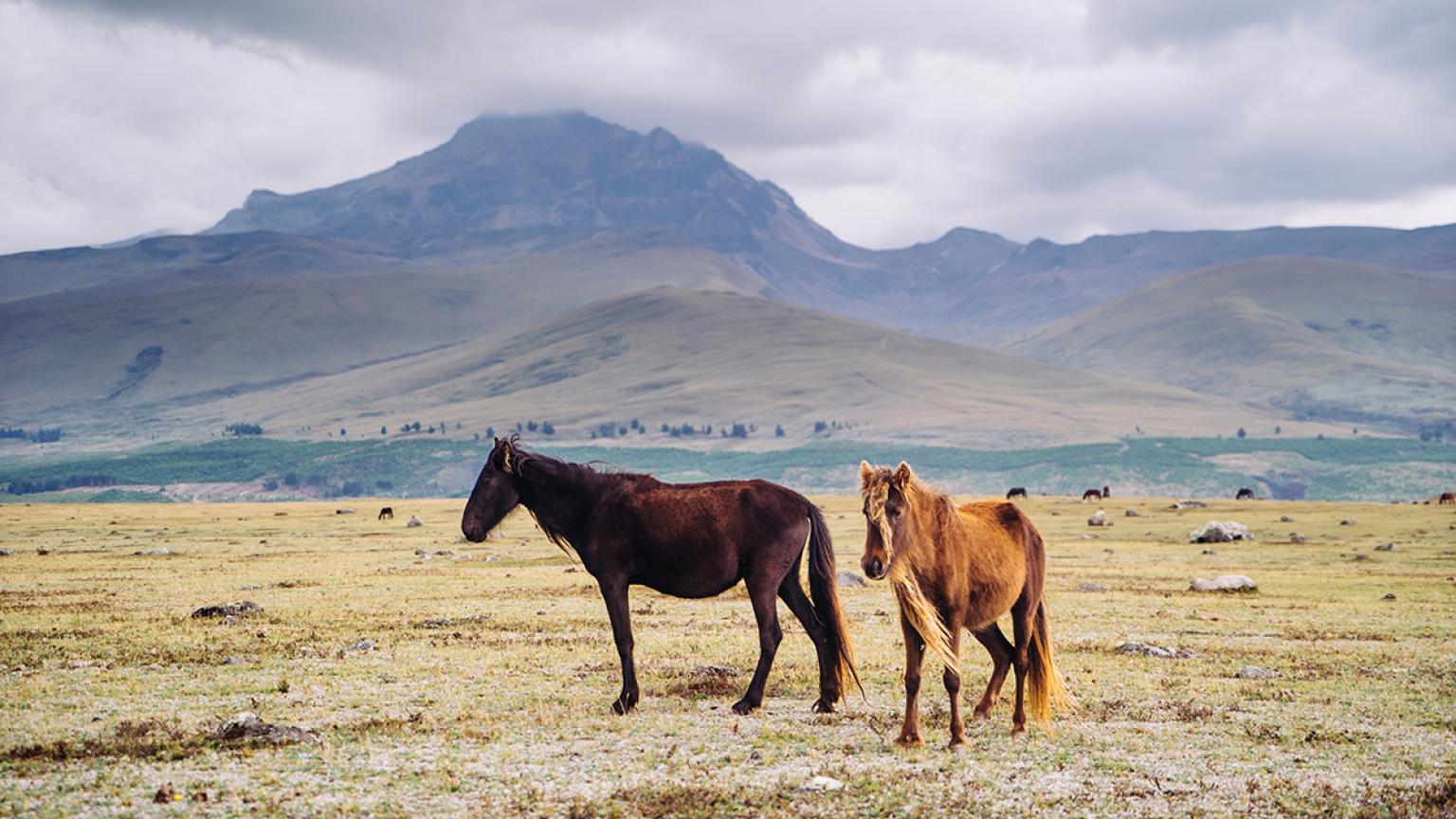 Dos caballos pastan pacíficamente en una vasta llanura bajo el dramático telón de fondo de las montañas de los Andes en Ecuador.