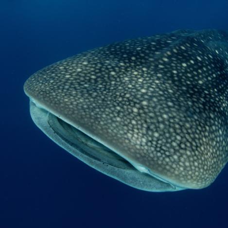 Tiburón ballena, Seychelles