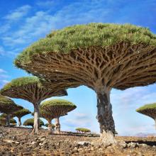 Suqutra, Yemen