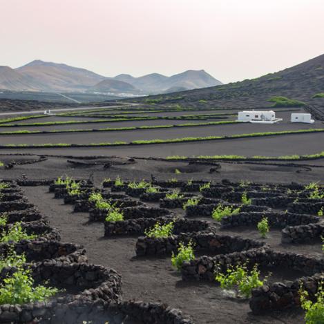 Viñedos en La Geria, Lanzarote, Canarias, España
