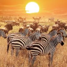 Cebras en el Parque Nacional Serengeti, Tanzania. Viaje sostenible Lonely Planet