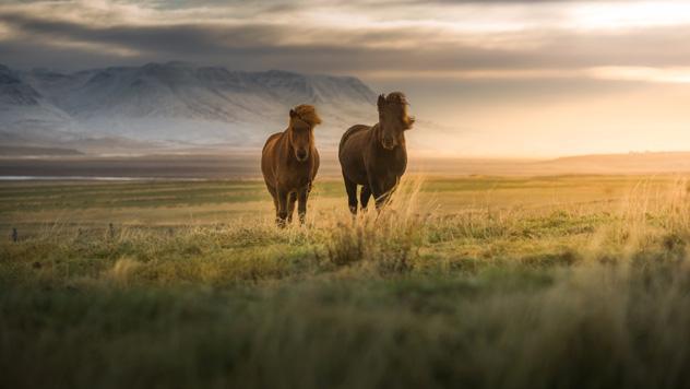 Caballos por Jökulgíl, Islandia © coolbiere photograph / Getty Images / Flickr RF