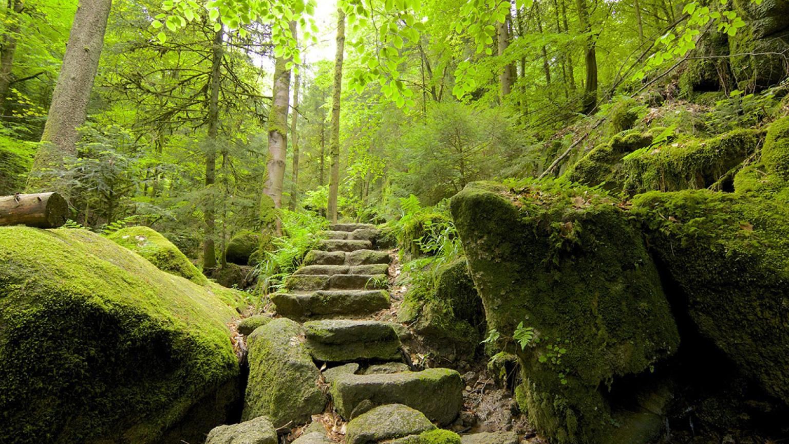Selva Negra de Alemania, ruta por Gertelbach