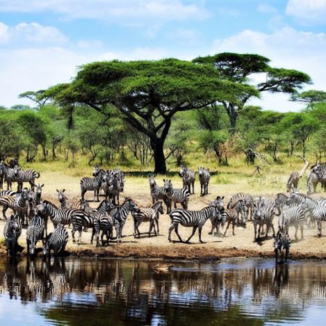 Parque Nacional del Serengeti, Tanzania