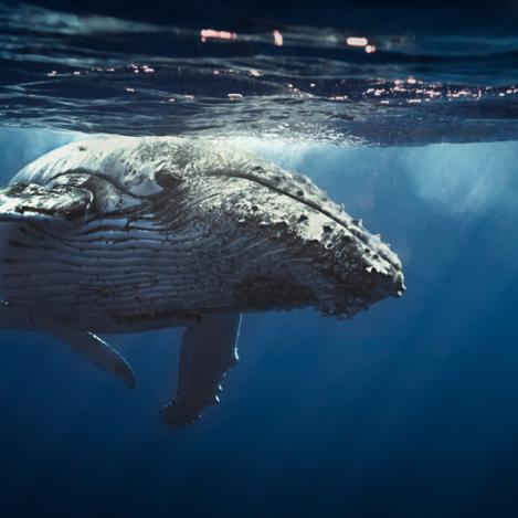 Observación de ballenas, Tonga