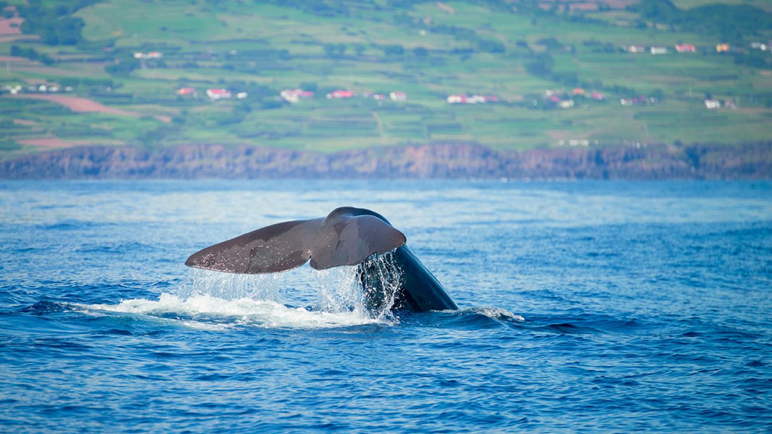 a cola de una gran ballena de esperma (Physeter macrocephalus). Islas Azores.