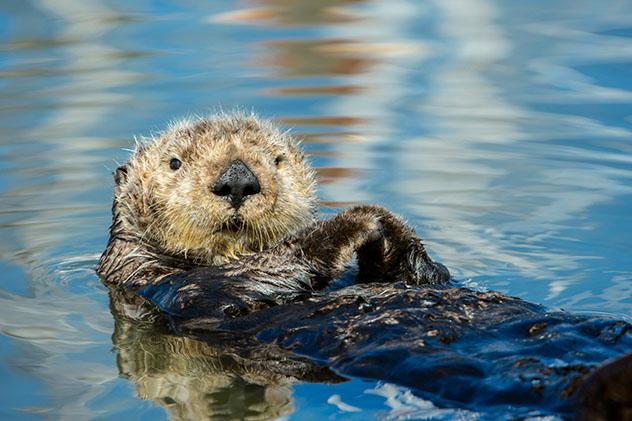 Nutria marina de California, EE UU