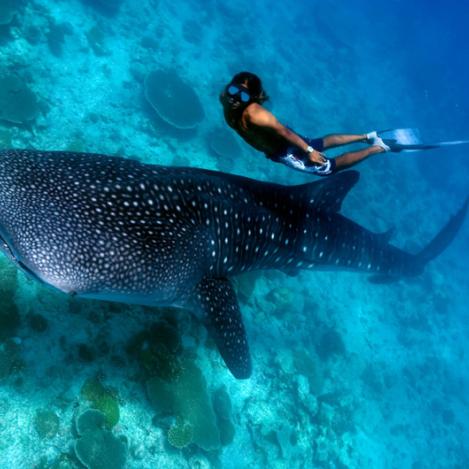 Nadar con un tiburón ballena, Maldivas