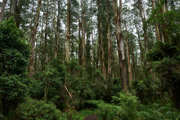 El fresno de montaña también es conocido como Eucalyptus regnans. © Graham Drew Photography/Shutterstock