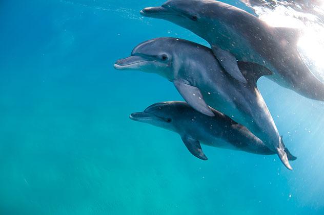 Delfines nariz de botella en Mozambique. Viaje sostenible Lonely Planet
