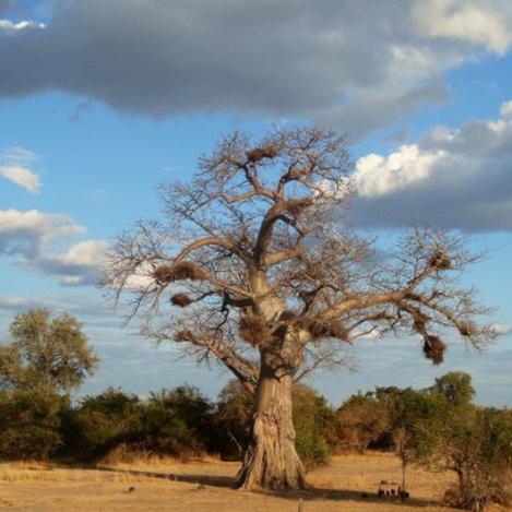 Parque Nacional Kasanka, Zambia