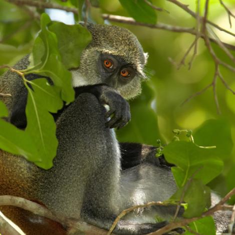 En busca de chimpancés, Tanzania