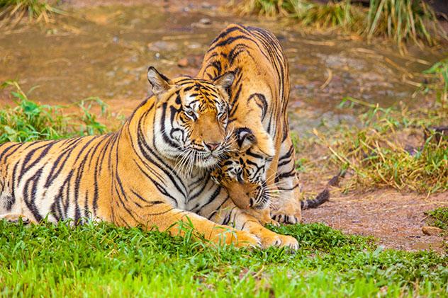 Parque Nacional Ranthambore, Rajastán, India. Viaje sostenible Lonely Planet
