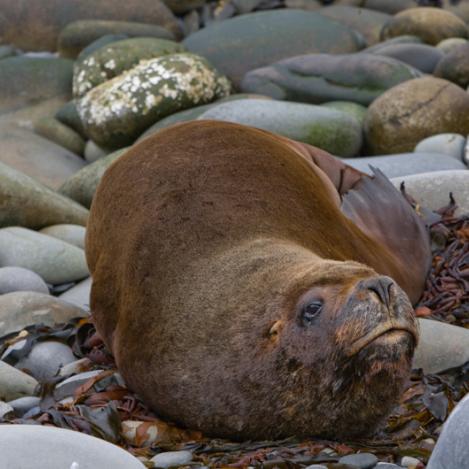 Isla Sea Lion, Islas Malvinas