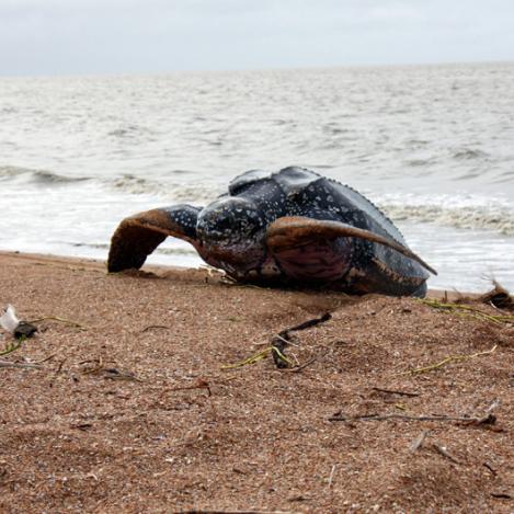 Shell Beach, Guyana