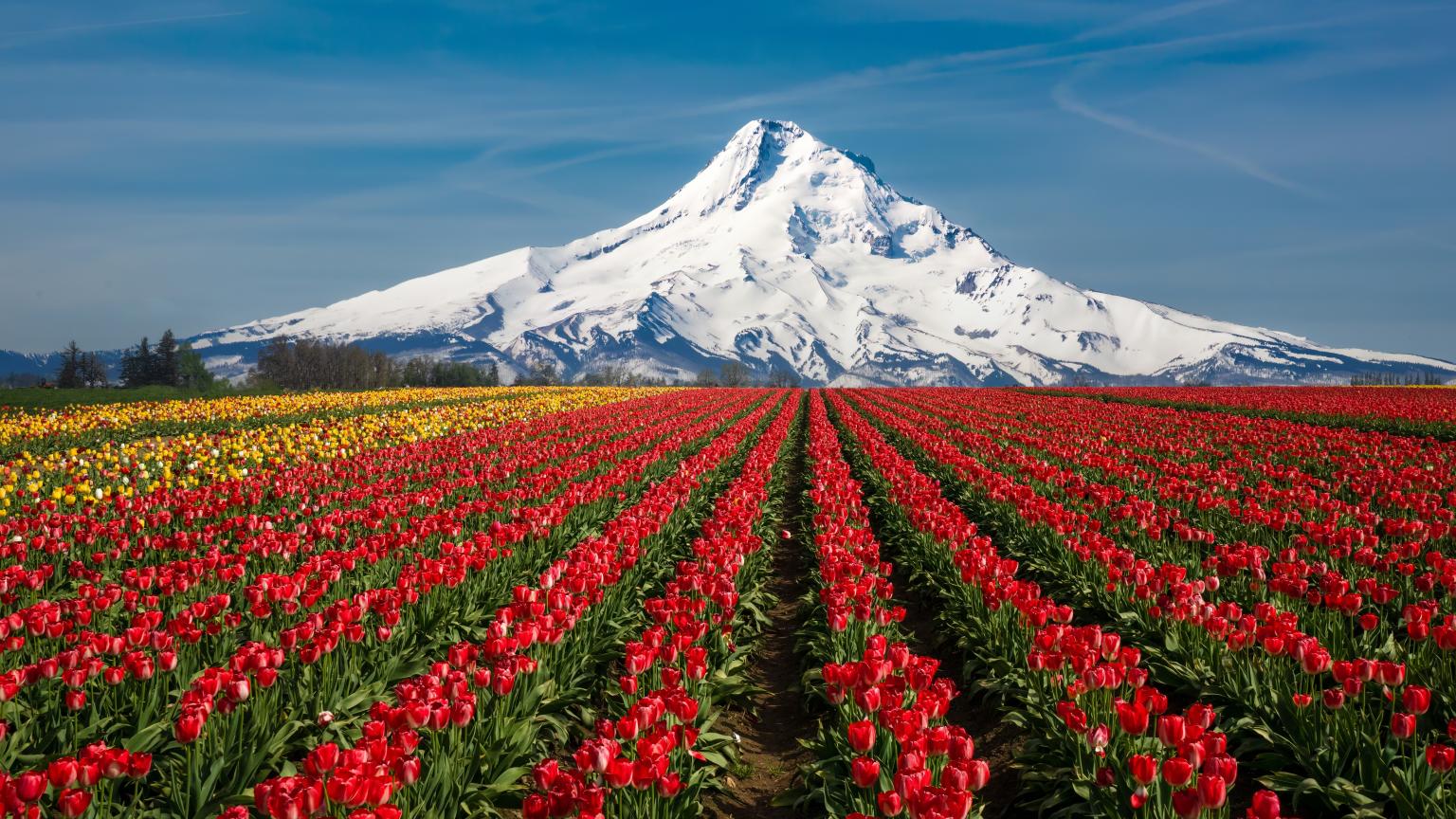 Campos de tulipán con monte Hood en el fondo.