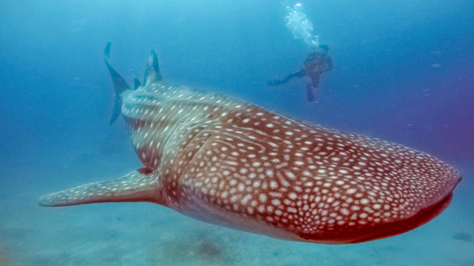 Tiburones ballena en Donsol, Filipinas